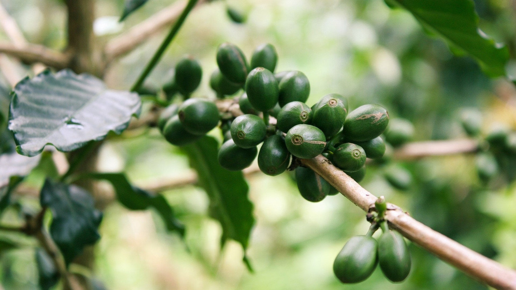 Was ist Bio Kaffee? Darauf musst Du achten