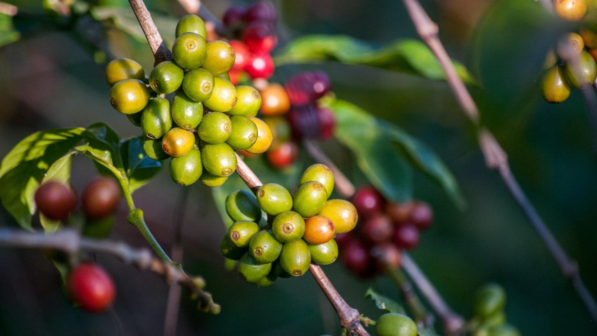 Die Geschichte des Kaffees: Von den Anfängen bis heute